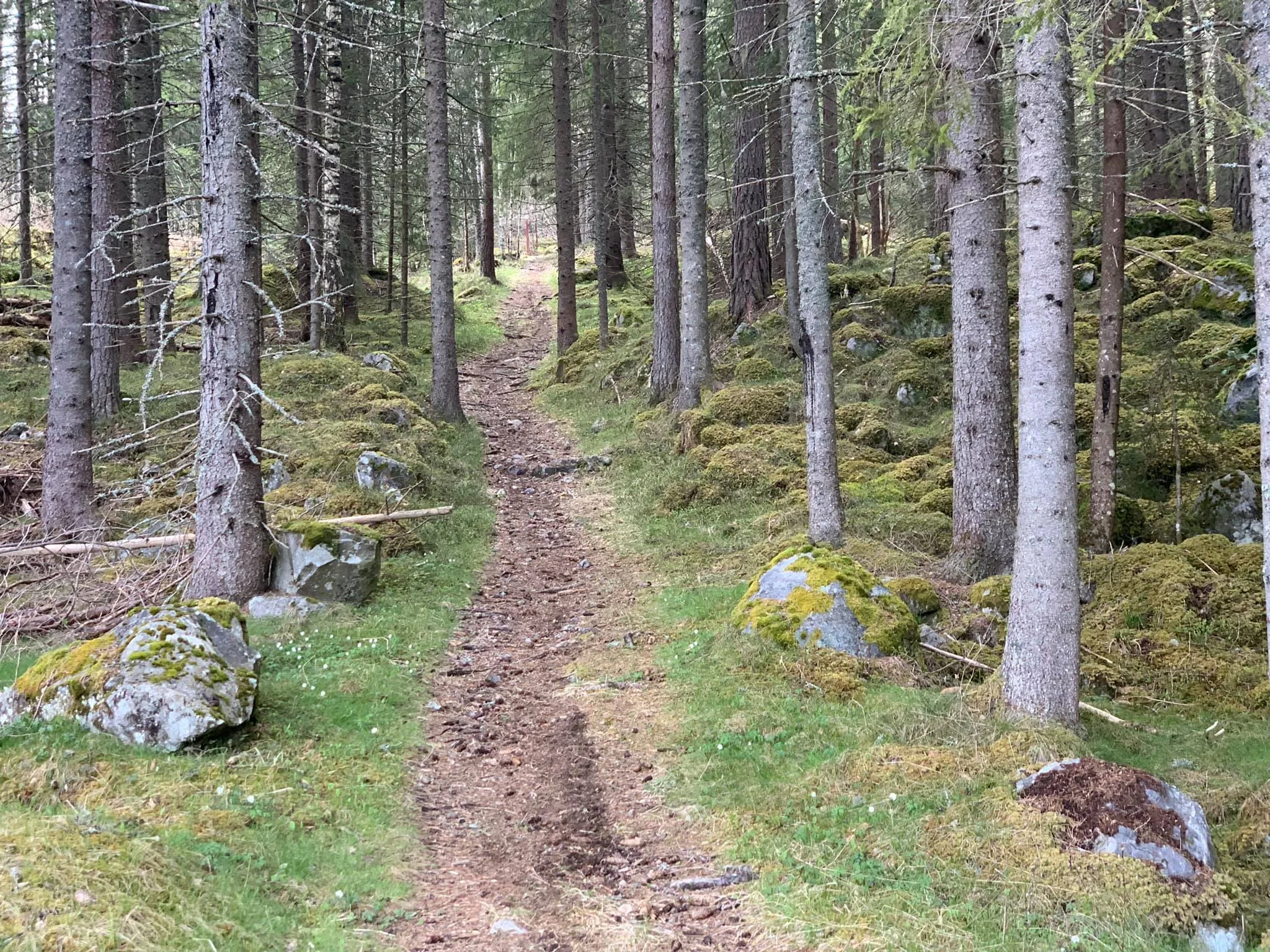 Kyrkjeskogen