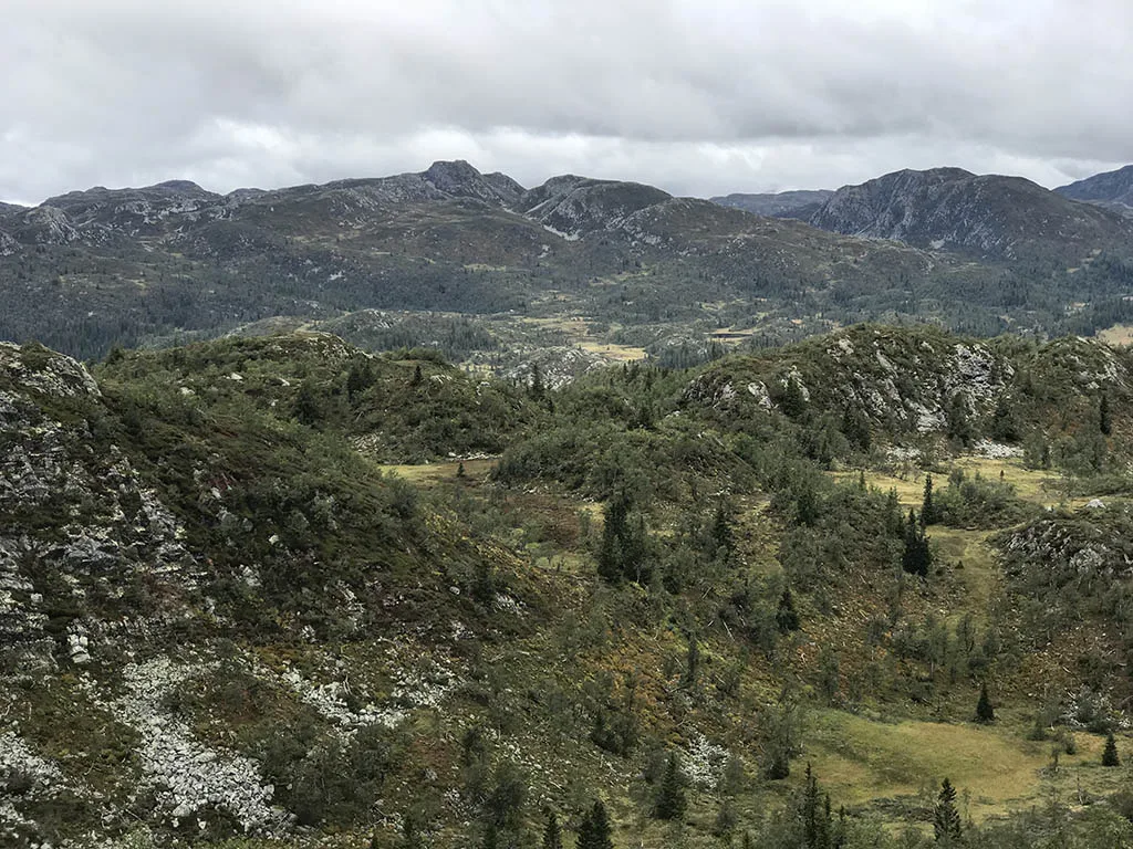 Knurrlinatten
