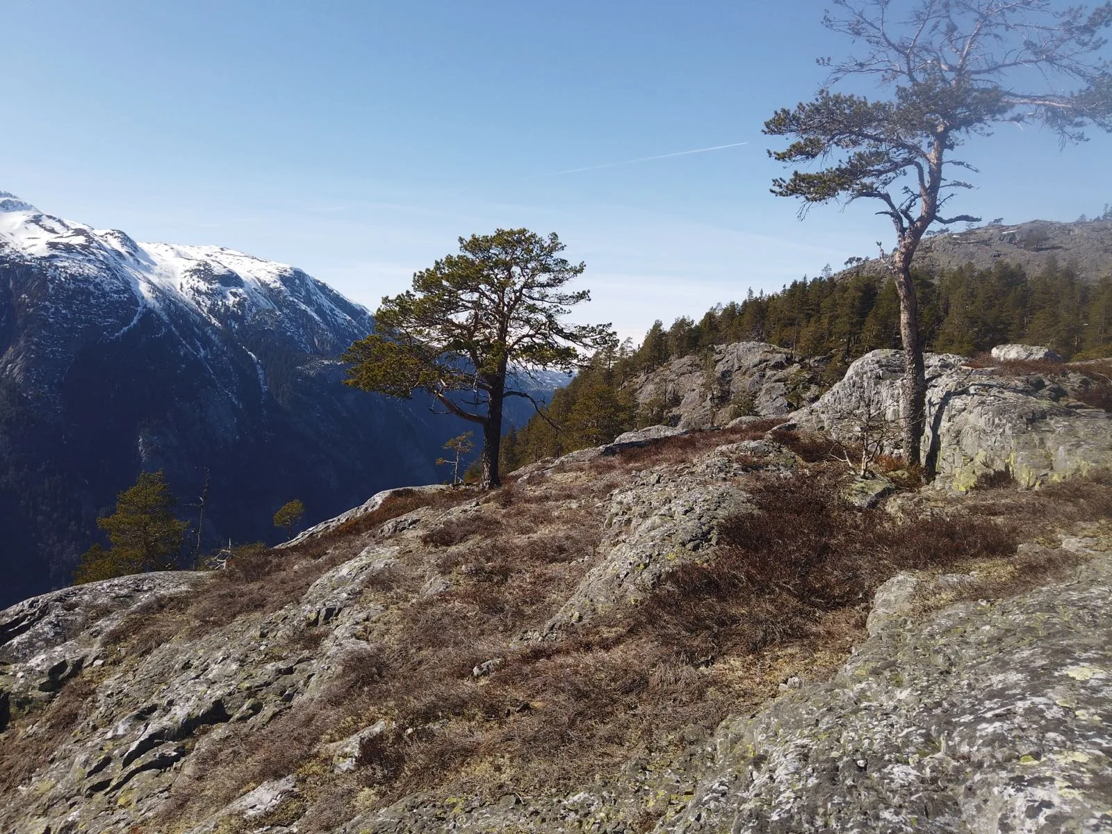 Århusnuten