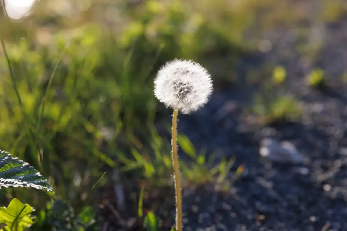 Øyan in Flatdal has a close trip with an incredible amount of content