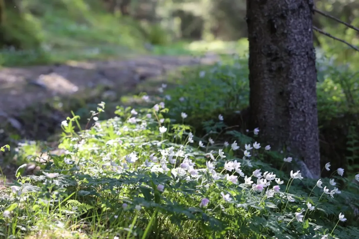 Hanakamjuvet in Kivledalen