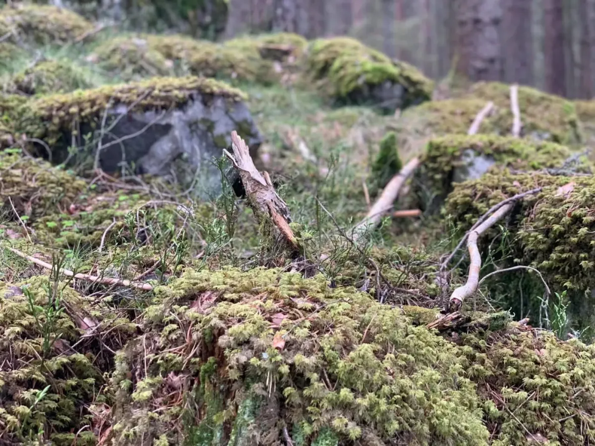 Kyrkjeskogen à Flatdal