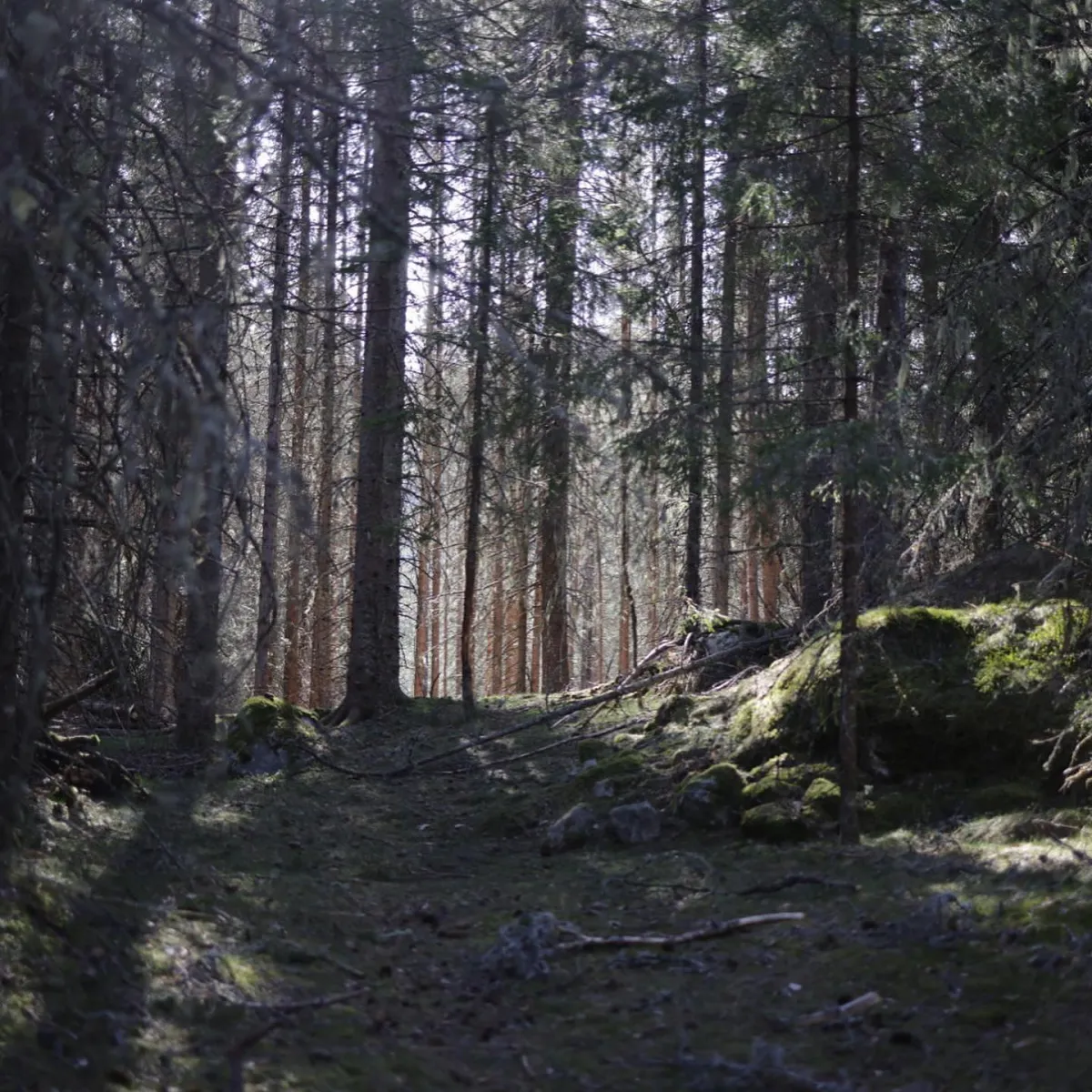 Skogstur i bratt terreng i Nordbygdi i Seljord. Opp frå dei øvre gardane (Kasland, Øvre Lie, Bakkan…