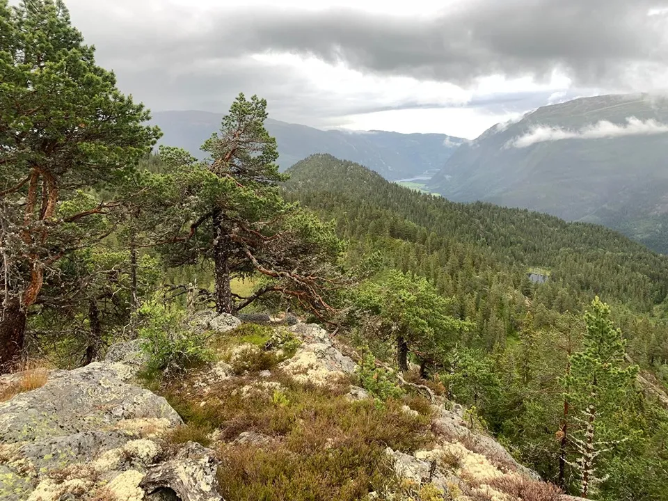 Utsikt mot Flatdal