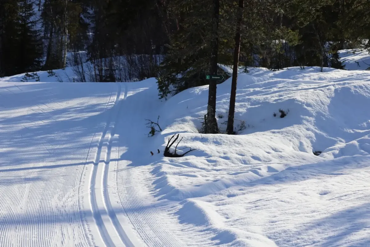Oppafor skianlegget i Raudkleiv, ligg det eit fantastisk flott skogsområde