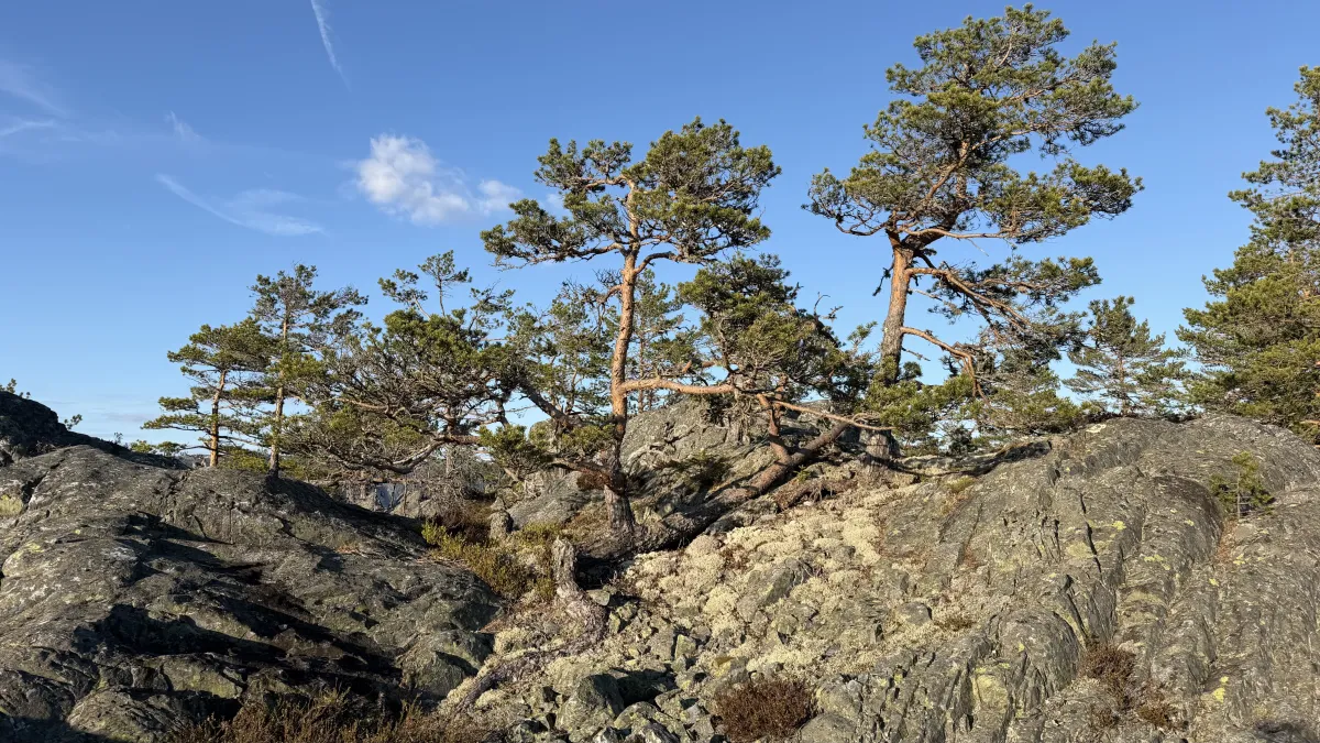 Vesle Årnoteren