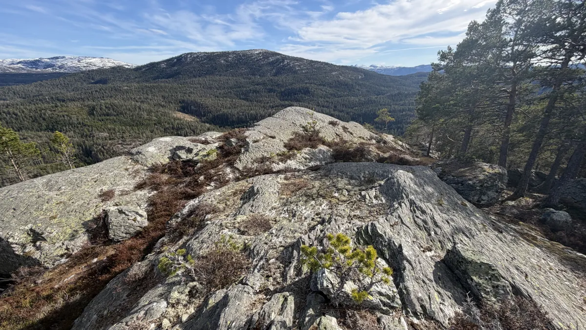 Skogsoddtoppen og skogsoddane baketter