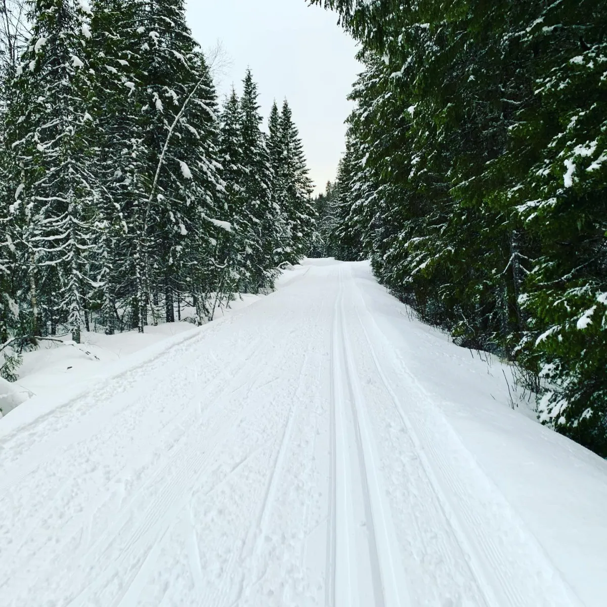 Kivledalen, Seljord - 12,4 km. Tippen til Lomma. Flott nærtur på ski. Kjempeflotte løyper. Takk til …