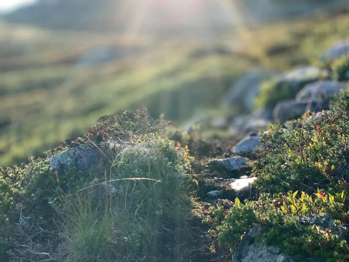 Nå er Lifjell på sitt aller beste