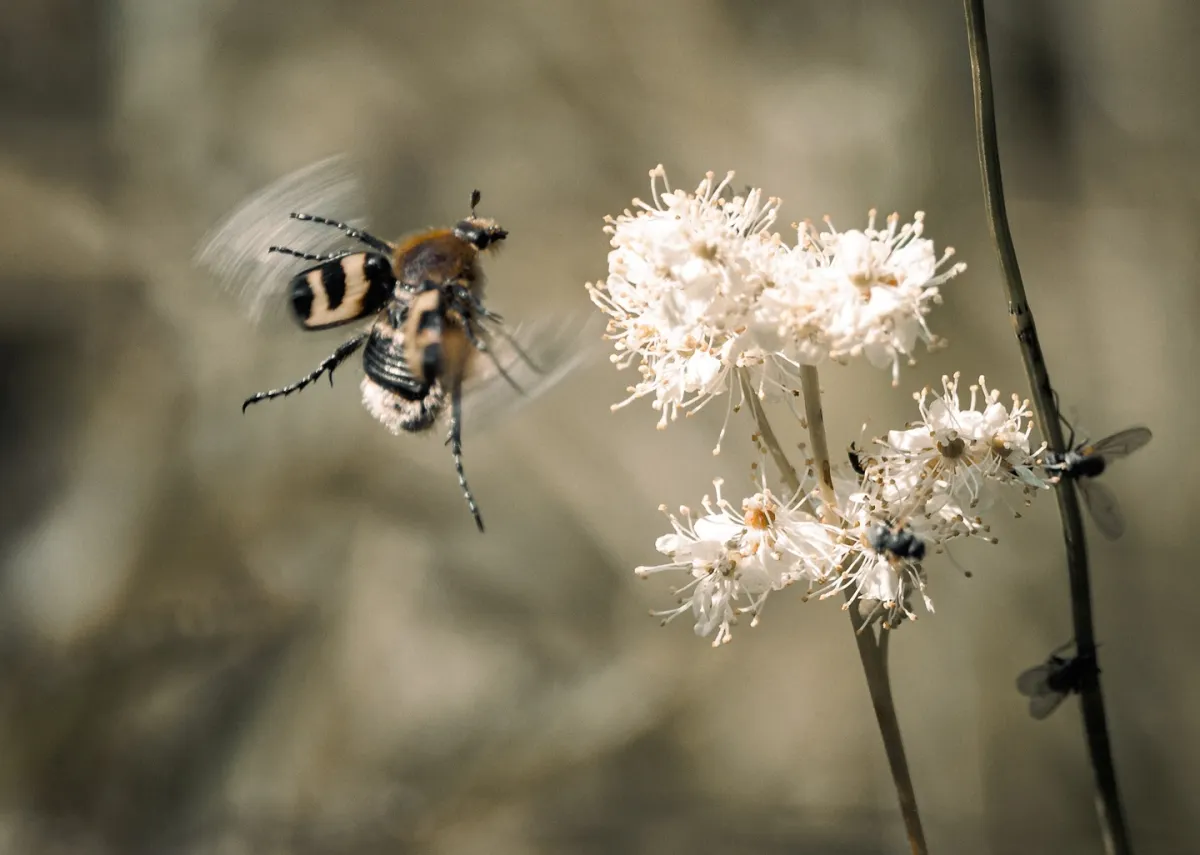 The flora and fauna of the wilderness